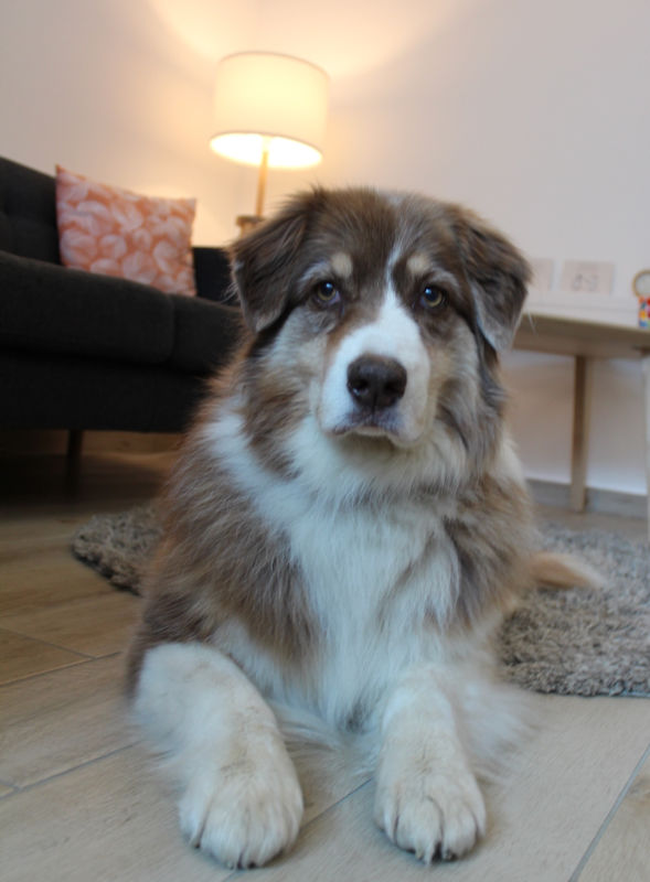 Hund-gestützte Psychotherapie mit Elli